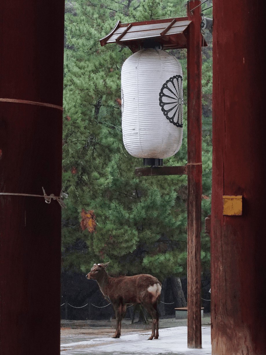 Nara Deer Park, Japan